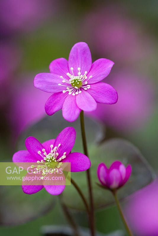 Hepatica nobilis 'Pink form'