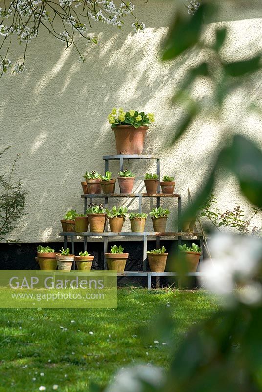 Auricula display on metal tiered stand with blossom at Little Becketts, Essex