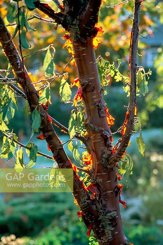 Prunus serrula - with light shines through the bark