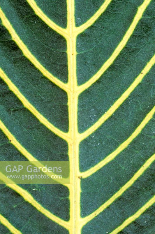Detail of leaf of Sanchezia nobilis 'Variegata'