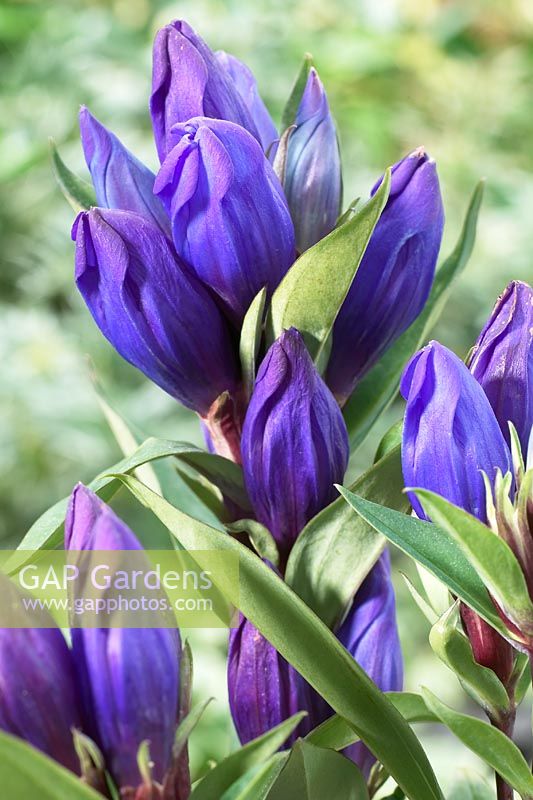 Gentiana 'Magic Purple'