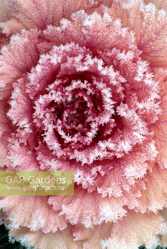 Brassica oleracea - Ornamental Cabbage covered with frost