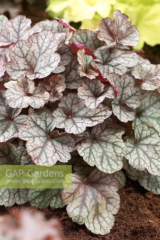 Heuchera 'Silver Scrolls'