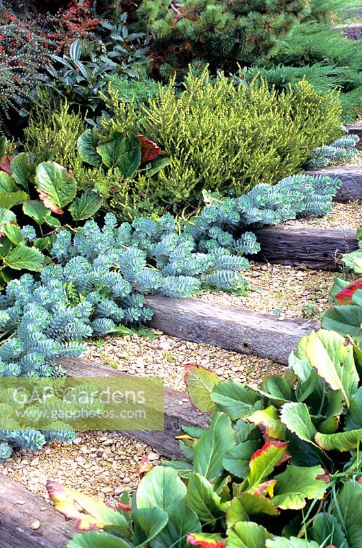 Steps with Euphorbia myrsinites and Bergenia overhanging
