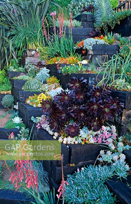 Raised terraced beds of alpines and  succulents - Aeonium 'Zwartkop' Watsonias, Agaves, Echeverias, Aloes, Kalanchoe, dierama - Feibusch Garden, San Francisco
