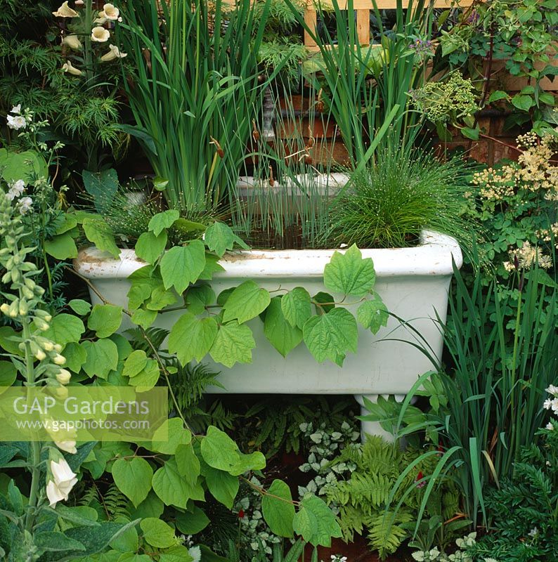 Old sink with Iris sibirica, Typha maxima, Scirpus cernuus and Lindera obtusiloba 