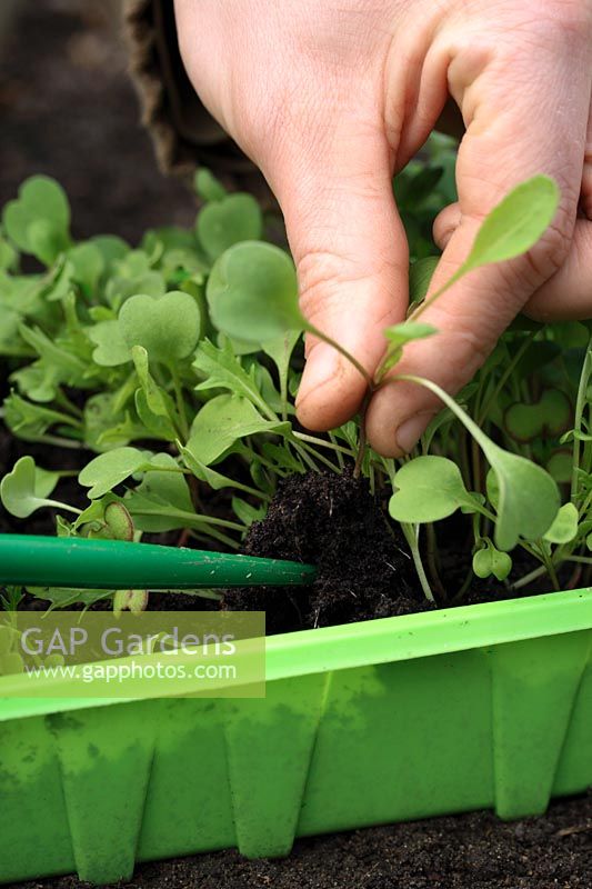 Planting out 'Oriental Mixed Salad' seedlings - using plastic dibber to lift out seedling from tray. Step by step 2
