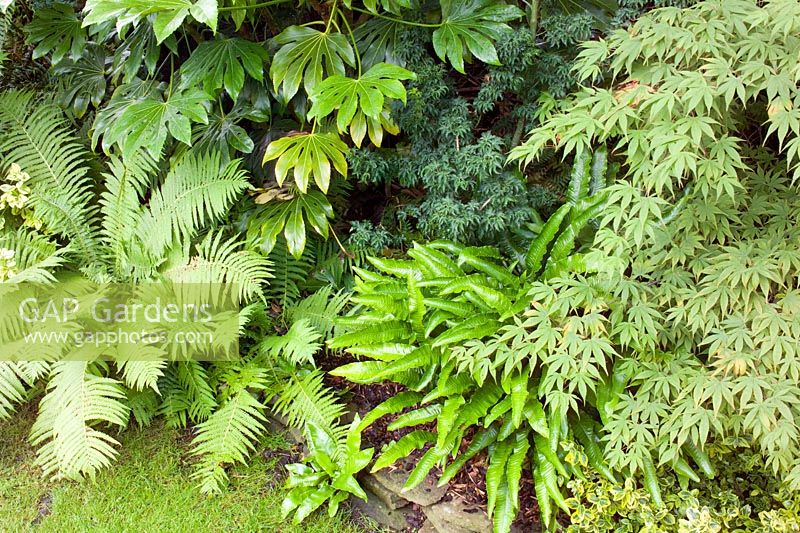 Foliage area with Asplenium scolopendrium, Fatsia japonica and Acers - Nailsea, Somerset, UK