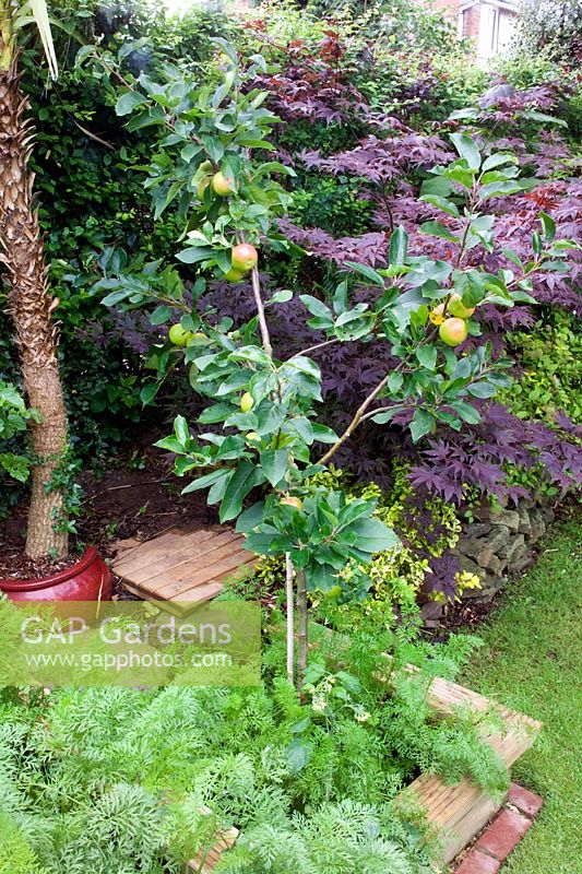 Malus 'Scrumptious' - Nailsea, Somerset, UK