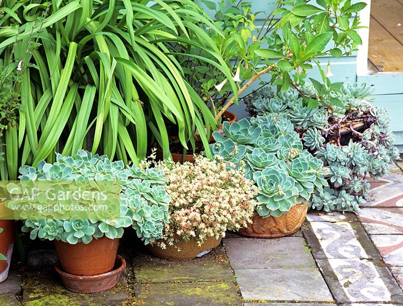 Echevaria glauca in pots on patio