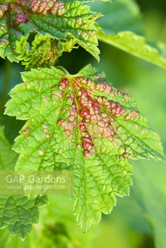 Redcurrant blister aphid - Sap-sucking insect Cryptomyzus ribis, causing distortion to the leaves of Ribes rubrum - redcurrant bush 
