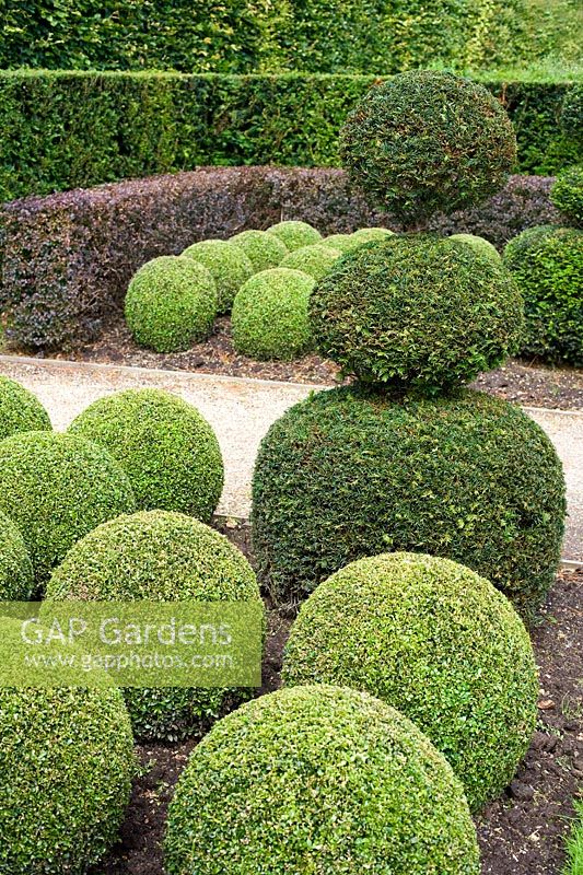 Clipped Buxus spheres and Cupressocyparis