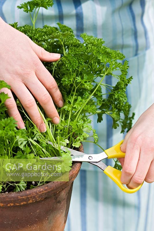 Lady cutting parsley