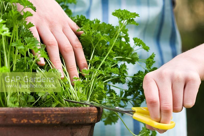 Lady cutting parsley