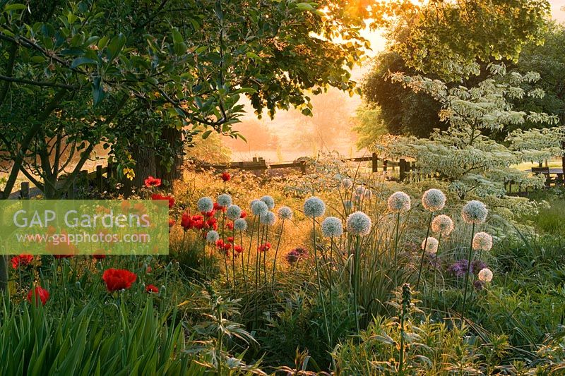 Dawn light on border planted with Allium 'Mount Everest', Papaver orientalis 'Beauty of Livermere' and Cornus controversa 'Variegata' - Pettifers Garden, Oxfordshire