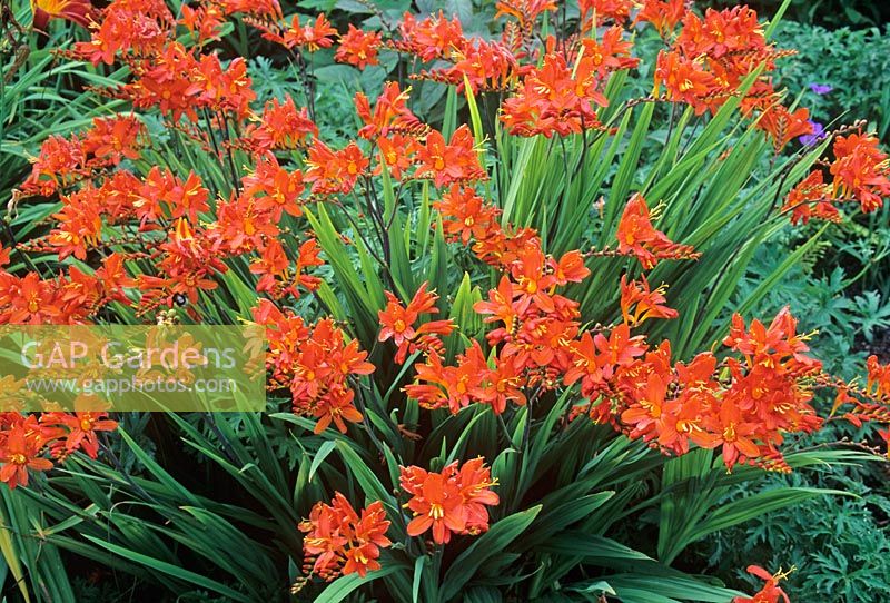 Crocosmia 'Severn Sunrise' - Montbretia