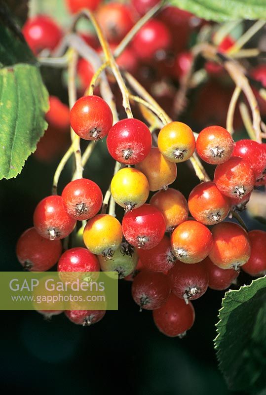 Sorbus aria - Common Whitebeam fruits