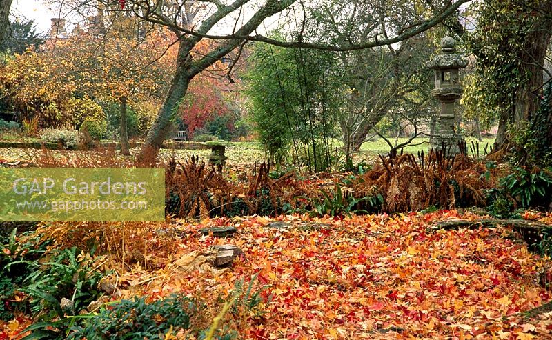 View from the Japanese Garden towards the  Tunnel Garden across carpet of fallen Liquidamber styraciflua leaves 