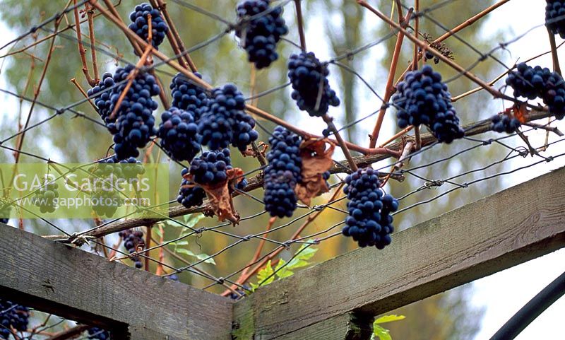 Luscious black grapes of Vitis vinifera 'Purpurea' hanging from pergola