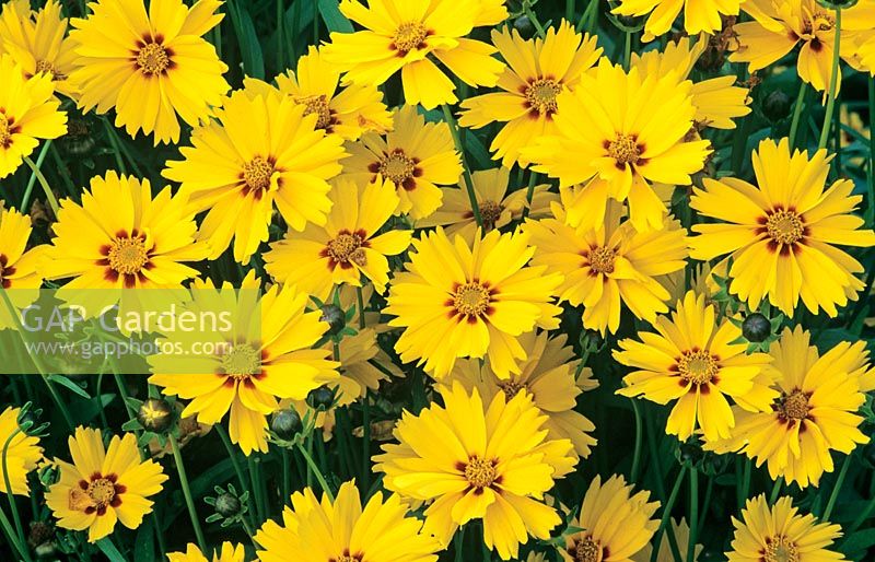 Coreopsis lanceolata 'Sterntaler'