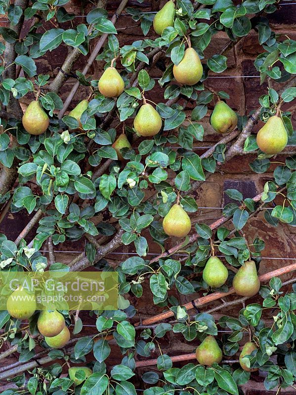 Pyrus 'Doyenne du Comice' - Fan trained against wall