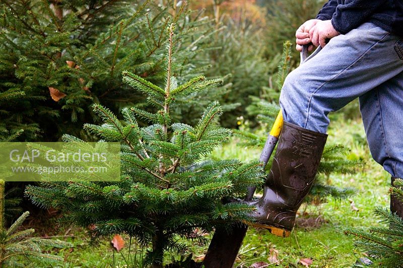 Man digging up small Christmas tree