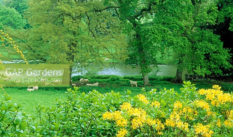 Spring country garden with sheep grazing beside the lake, beyond yellow Rhododendron luteum. Minterne Gardens, Dorset.