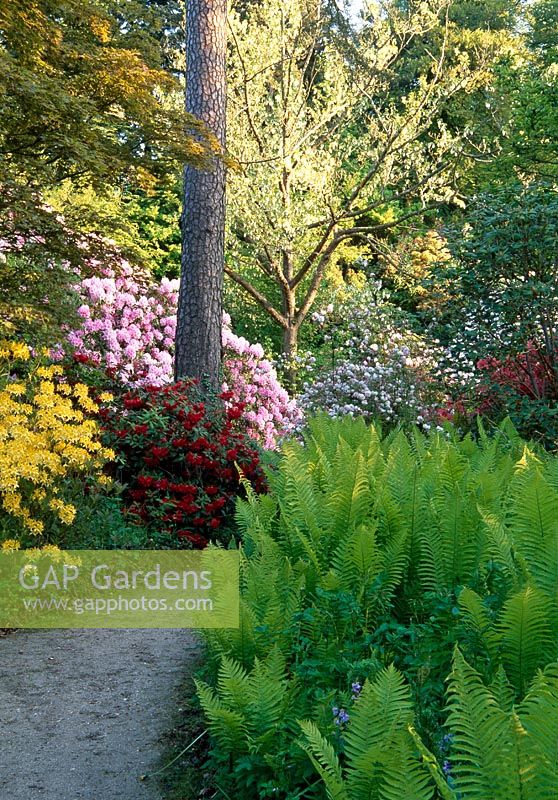 Red flowered Rhododendron 'Tally Ho' at the base of pine tree surrounded by Rhododendron luteum, Rhododendron deutzia and Matteuccia struthiopteris - Minterne Gardens, Dorchester, Dorset