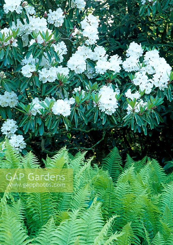White flowering evergreen Rhododendron over new fronds of Matteuccia struthiopteris - Minterne Gardens, Dorchester, Dorset