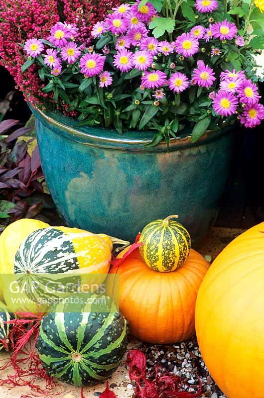 Ornamental gourds and squashes arranged at the base of a blue glazed pot with dwarf  Aster novi-belgii and Erica gracilis