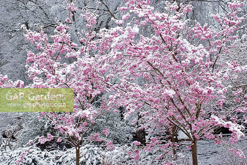 Prunus 'Matsumae Beni Yutaka' covered in snow