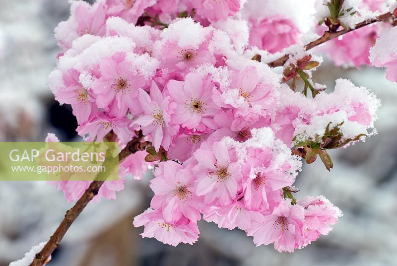 Prunus 'Matsumae Beni Yutaka' - Snow on flowers in April