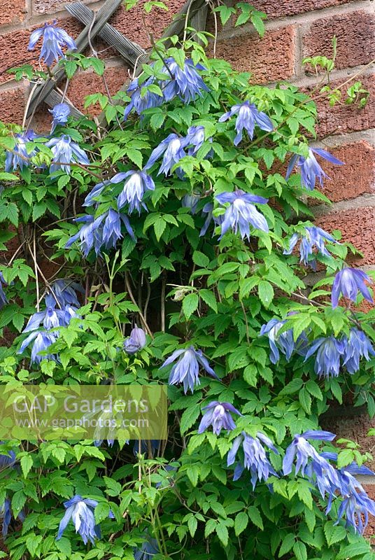 Clematis macropetala