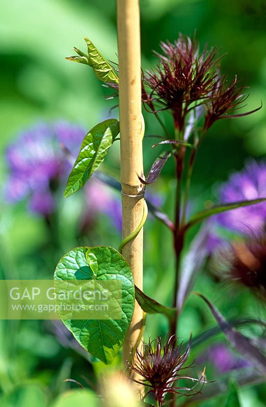 Convolvulus arvensis - Bindweed growing up bamboo cane