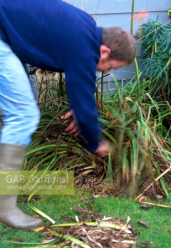 Tidying up a clump of Kniphofias in Autumn by gently pulling out dead leaves from around the base