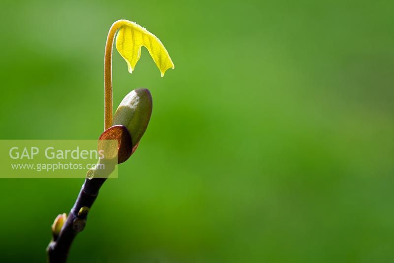 Liriodendron tulipifera - Emerging leaf and bud of a Tulip tree