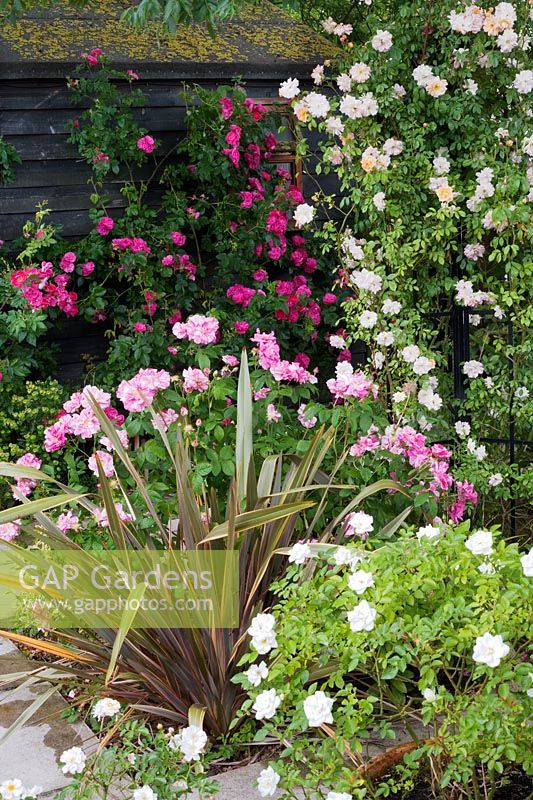 Phormium 'Sundowner' with Rosa 'Phyllis Bide', Rosa gallica 'Versicolor', Rosa 'John Cabot' and Rosa 'Kent Procumbent' in foreground