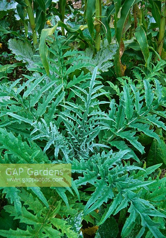 Cyanara - Young cardoon plant
