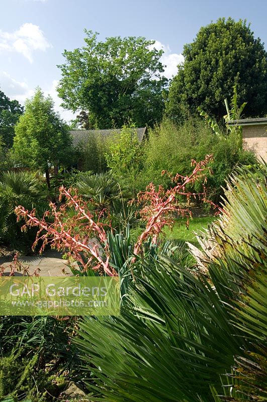 Sub tropical urban garden with drought tolerant planting of Phormium in flower and Trachycarpus 