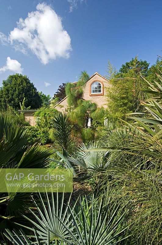 Sub tropical urban garden with drought tolerant planting of evergreen Phormiums and Palms