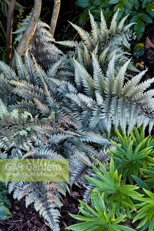 Athyrium niponicum var. pictum - Japanese Painted Fern