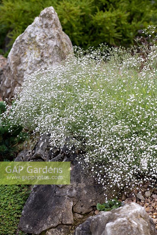 Gypsophila 'Jolien' growing in a rock garden