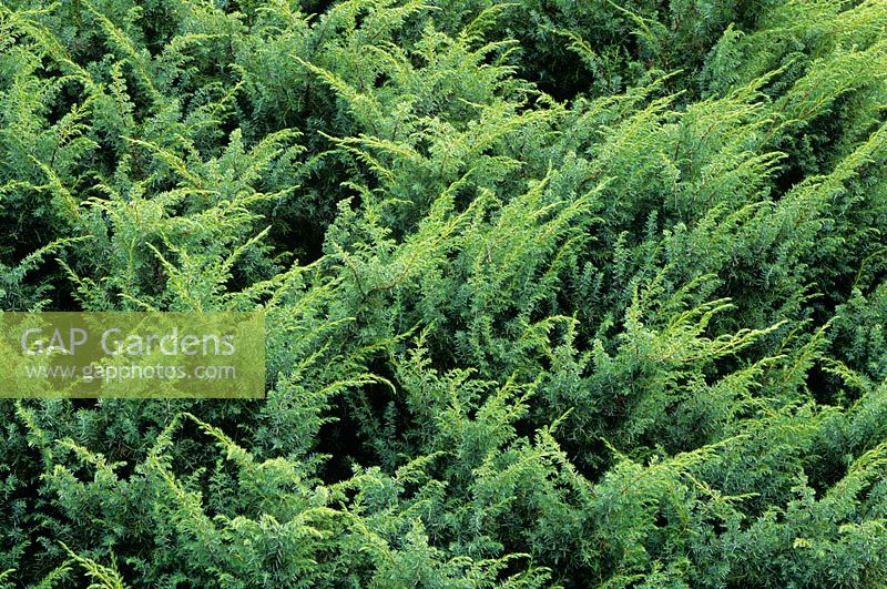 Juniperus communis 'Depressed Star'