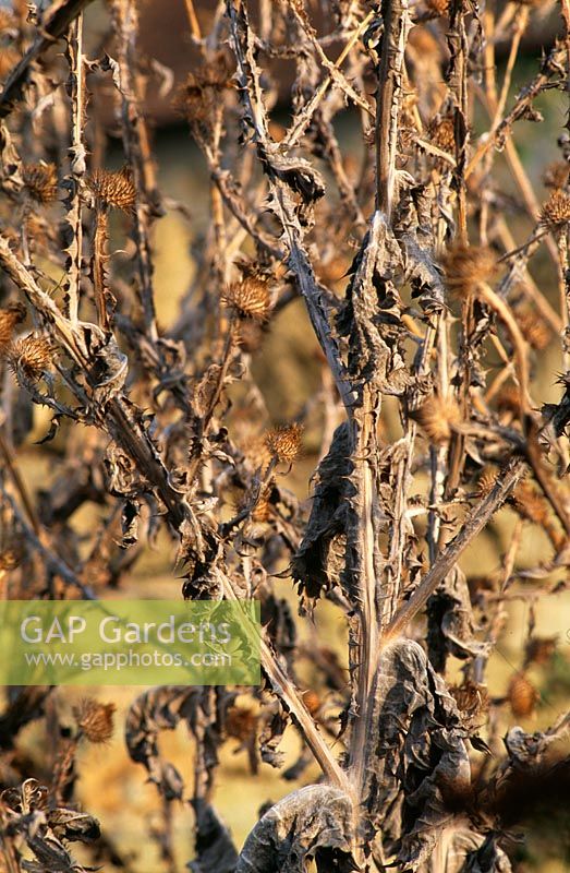 Onopordum acanthium seedhead - Scotch Thistle