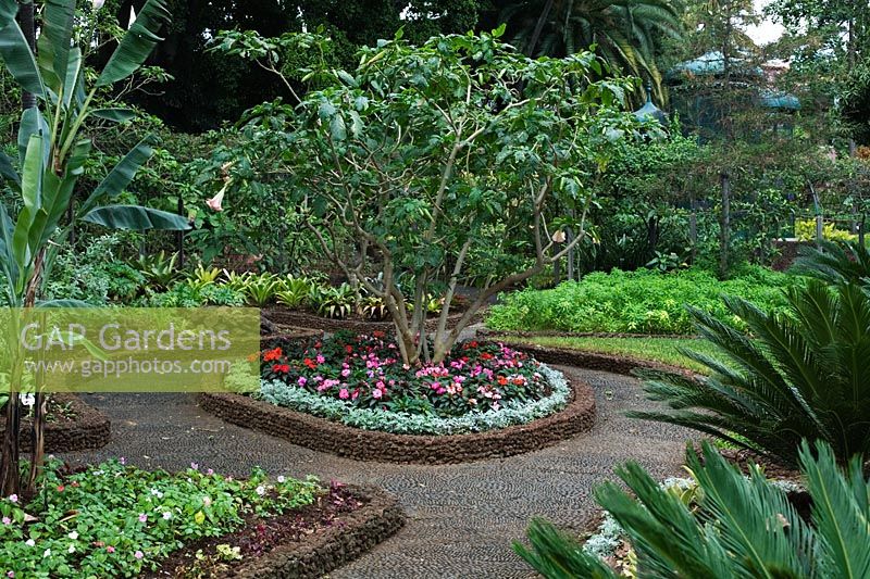 Small garden in Funchal, Madeira with Datura candida, Impatiens, Palm trees, Cycas and Sago Palm 