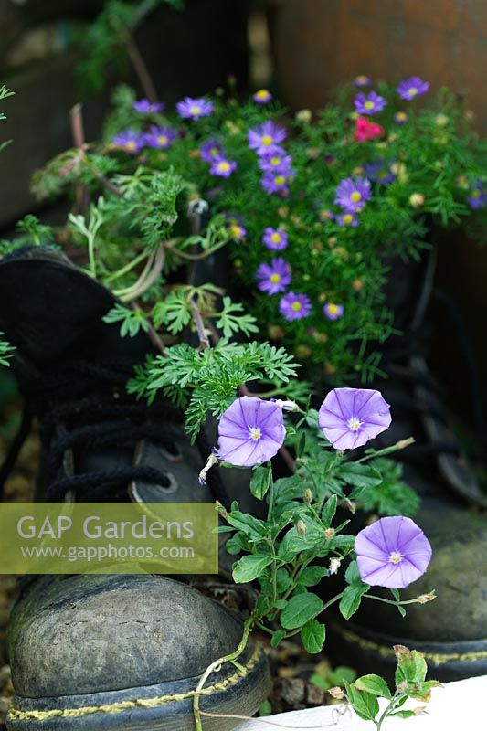 Convolvulus sabatius planted in old pair of boots