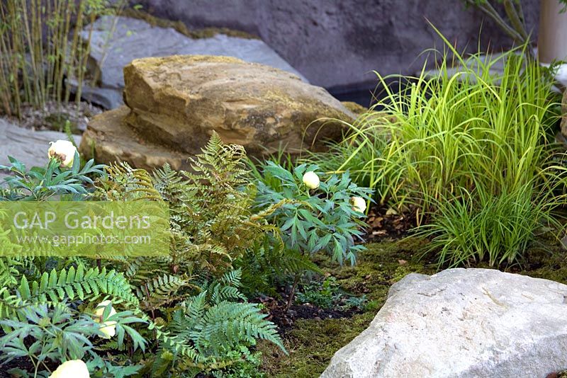 Ferns and Carex elata 'Aurea' - Bowles Golden Grass among large rocks in the 
I Dream I seek my Garden - KT Wong Charitable Trust. Design - Shao Fan
Chelsea Flower Show 2008. 

