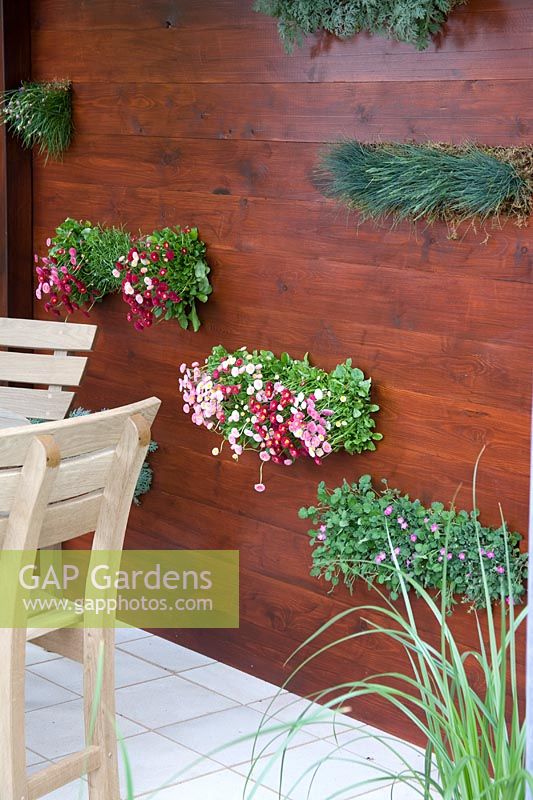 Bellis perennis double flowering-mixed colours white, pinks and dark pink set into a wooden wall by an out door dining area. 
Garden - Green Living - Chelsea Flower Show 2008