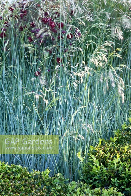 Aquilegia 'Rose Barlow', Fescua glauca and  Buxus edging. Garden - The Savills Garden, Design - Philip Nixon, Sponsor - Savills PLC - Gold Medal Winners