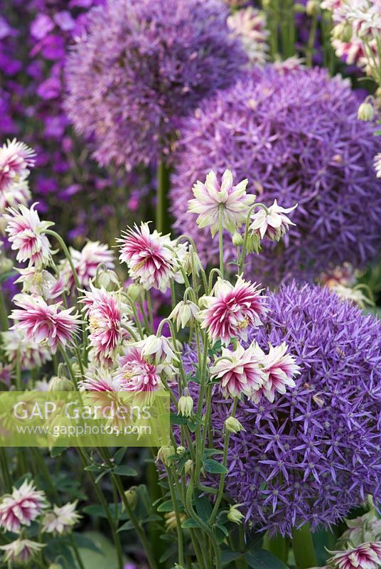 Aquilegia and Alliums - Details of the planting in The Largest Room in The House Garden - Chelsea Flower Show 2008